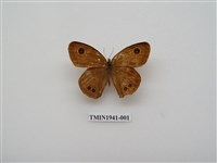 藏品(寶島波眼蝶)的圖片